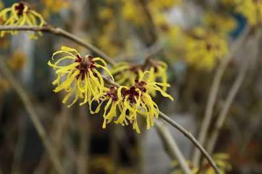 Hamamélis magique Arnold Promise - Idéal pour colorer le jardin l'hiver