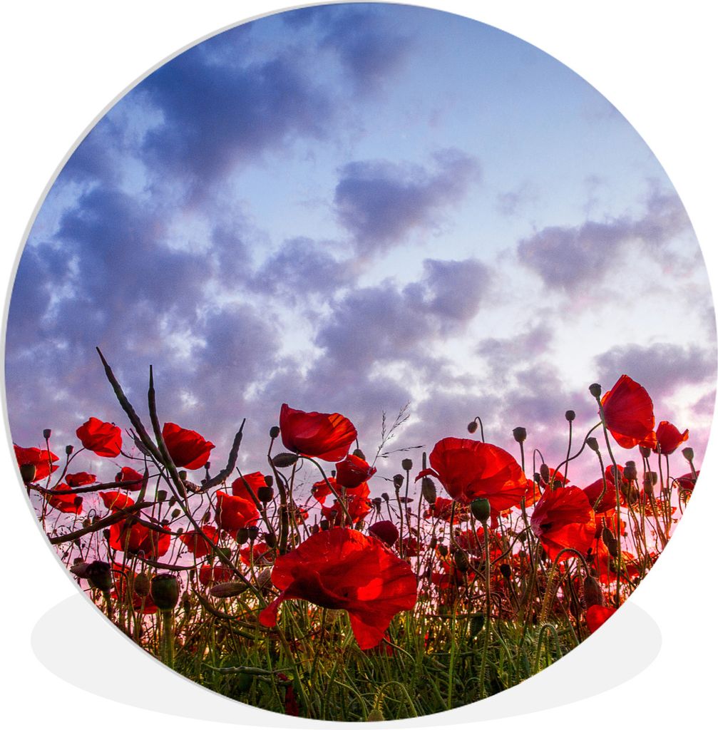 MuchoWow Rundes Wandbild - Runde Bilder Mohnblumen - Sonnenuntergang - Frühling Ø 60 cm Kreis Wanddekoration Kunststoff - Wandkreis - Wandschmu...