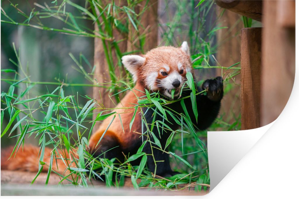 MuchoWow Wandtattoo Wandsticker Wandaufkleber Roter Panda - Bambus - Grün 30x20 cm Selbstklebend und Repositionierbar - Wierderverwendbar - Selb...