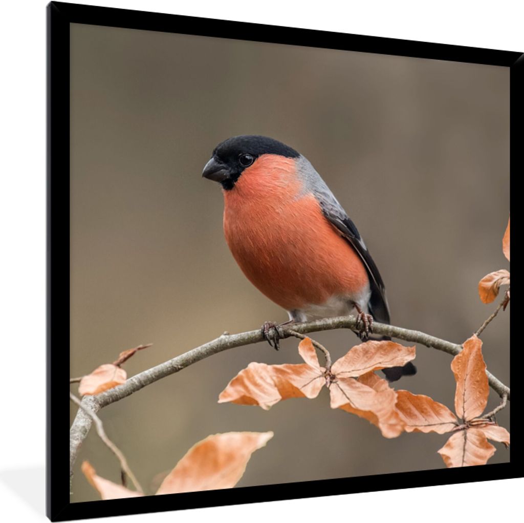MuchoWow® Gerahmtes Poster Vogel - Laub - Herbst - Gimpel - Produktbild 