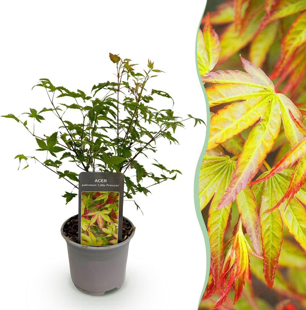 Acer palmatum Little Princess - Grün - Laubabwerfend - Pflegeleicht - 25-35cm - Ø12cm - Gartenpflanze