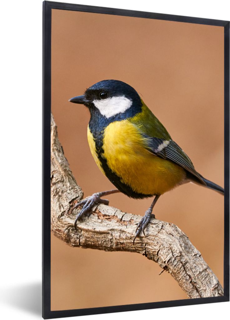 MuchoWow Gerahmtes Poster Vogel - Kohlmeise - Zweige 40x60 cm - Poster mit Schwarzem Bilderrahmen Wandposter Rahmen Foto Bilder - Papierdruck - W...
