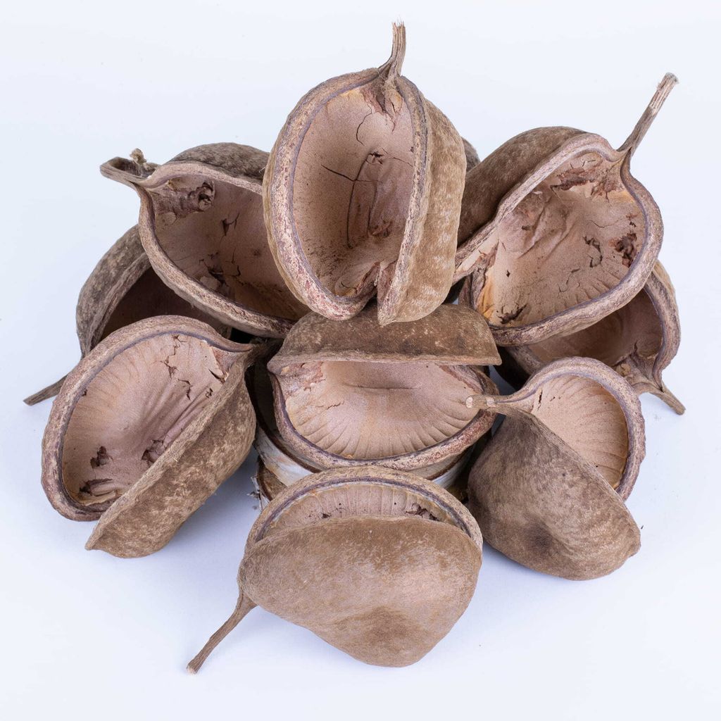 Buddha Nut XL - un jouet pour petits et grands perroquets Image du produit 
