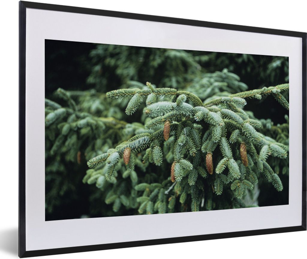 MuchoWow Gerahmtes Poster Eine Nahaufnahme eines Weihnachtsbaums in der Nähe eines Waldes in den Vereinigten Staaten 60x40 cm - Poster mit Schwa...