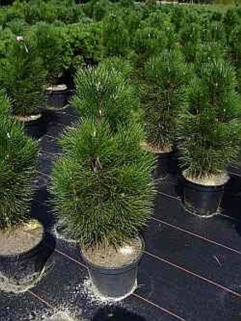 Pinus nigra Helga - Zwerg-Schwarzkiefer Helga