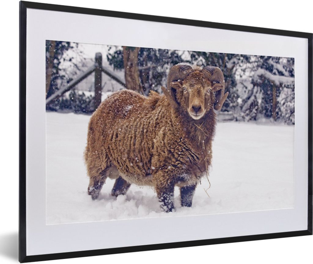 MuchoWow® Gerahmtes Poster Widder - Braun - Schnee 60x40 cm Produktbild 