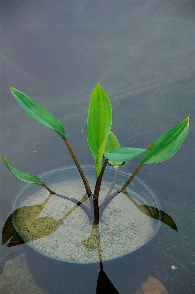 Orontium aquaticum, Goldkolben, ca. 9x9 cm Topf, dekorativ