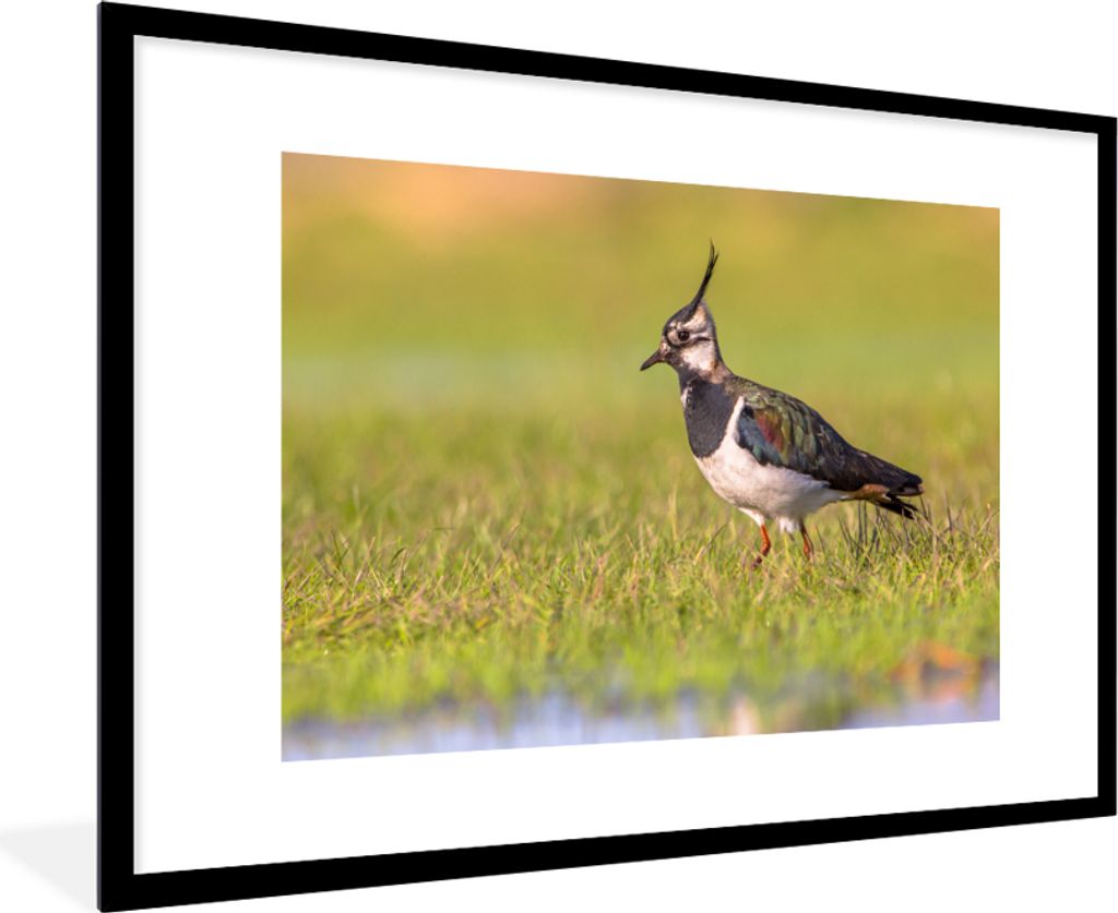 MuchoWow Gerahmtes Poster Vogel - Gras - Natur - Tiere - Kiebitz 90x60 cm - Poster mit Schwarzem Bilderrahmen Wandposter Rahmen Foto Bilder - Wan...