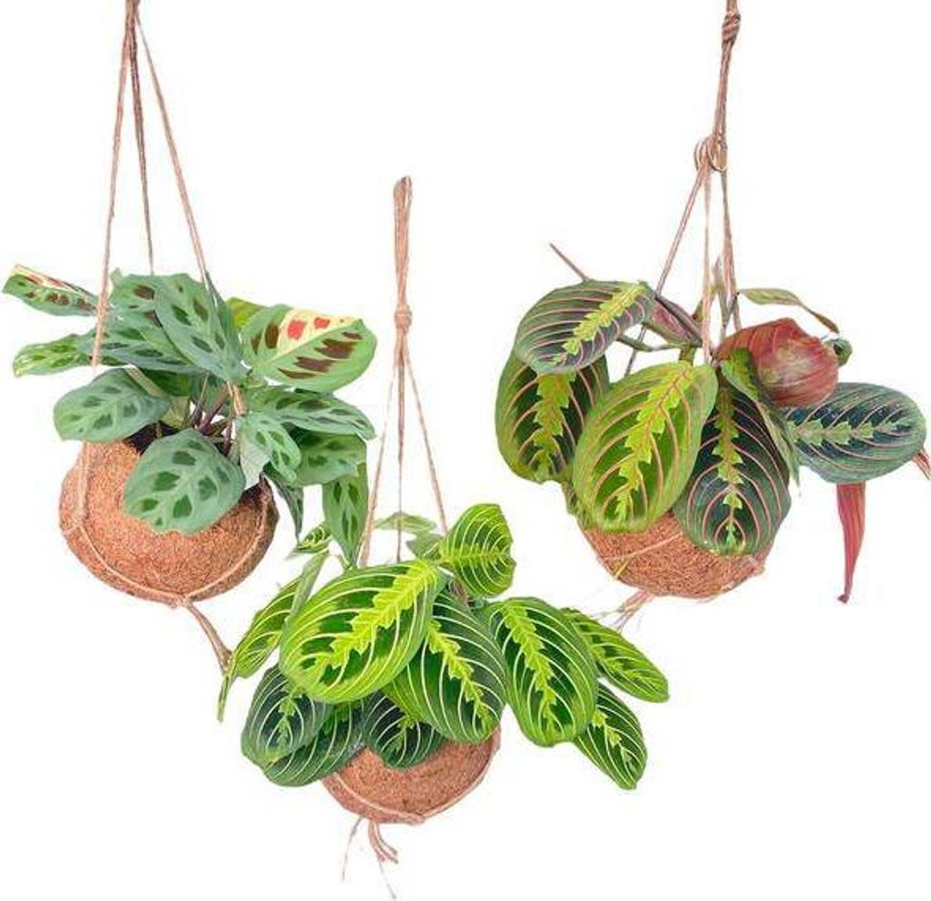 Kokodama Maranta Mix 3 Pflanzen Hängepflanzen Zimmerpflanzen Ø15cm Höhe 20cm