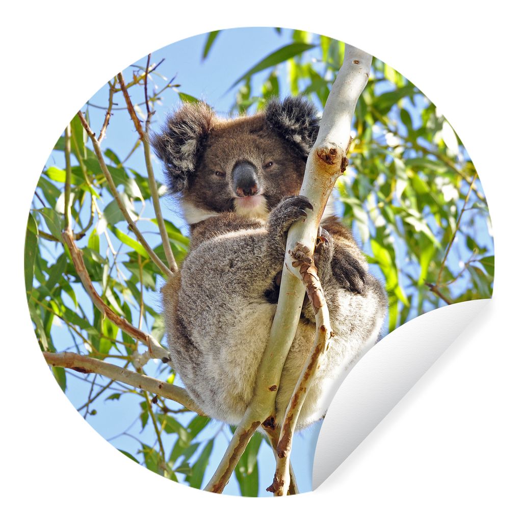 MuchoWow Runde Wandtattoo - Wandsticker Tapete Aufkleber Koala - Luft - Zweige - Jungen - Mädchen Ø 50 cm Selbstklebend und Repositionierbar - ...