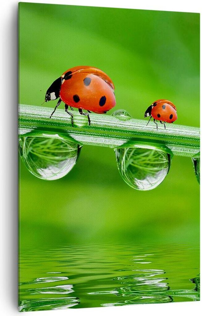 Bild auf Leinwand - Leinwandbild - Einteilig - Marienkäfer Wasser Grün Umwelt - 80x120cm - Wand Bild - Wandbilder - Leinwanddruck - Wanddekoratio...