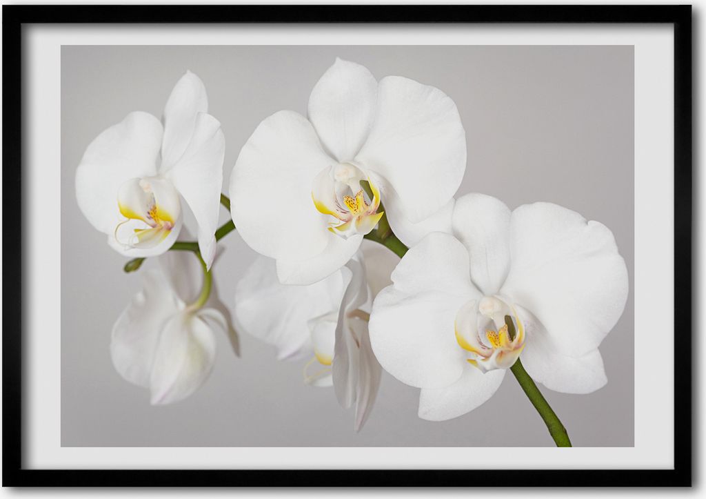 Bild - Bilderrahmen - 100 cm x 70 cm - MDF - Rahmen - Foto - Wandkunst Orchidee