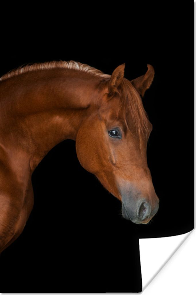 MuchoWow Poster Pferd - Schwarz - Tier 20x30 cm - Papierdruck