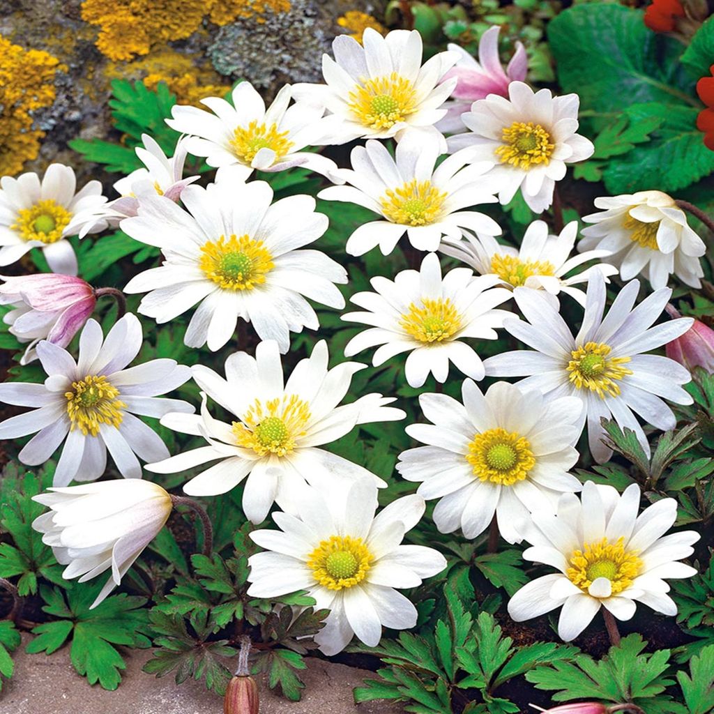 Sasanka řecká Anemone White Splendour 10 ks žárovek sasanek Obrázek produktu 