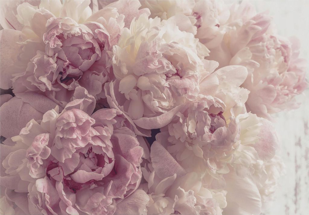 Fototapete Blumen Rosa Rosen Pfingstrosen 350x250 cm - inkl. Kleister - für Wohnzimmer Schlafzimmer Flur Modern Vlies Tapete Vliestapete Wandtapet...