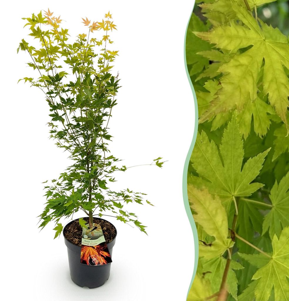 Japanischer Ahorn Acer palmatum Orange Dream, laubabwerfende Gartenpflanze in Gelb Orange, Zierahorn für Garten und Kübel, Ø26cm, 90cm hoch, für