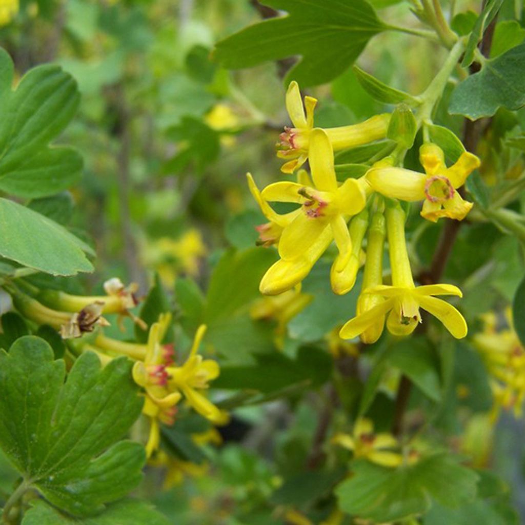 2 x Johannisbeere - Ribes odoratum | 50-60 cm in Container