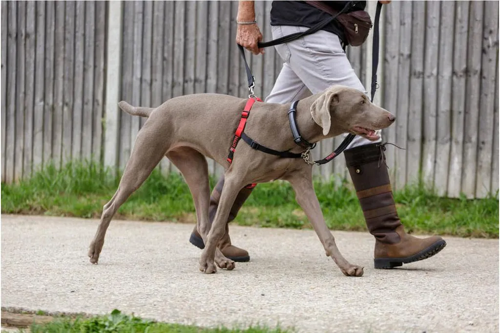 Halti Pettorina Cani M (58-86cm) Nero/Rosso | Controllo Dolce Anti-Tiro - 3