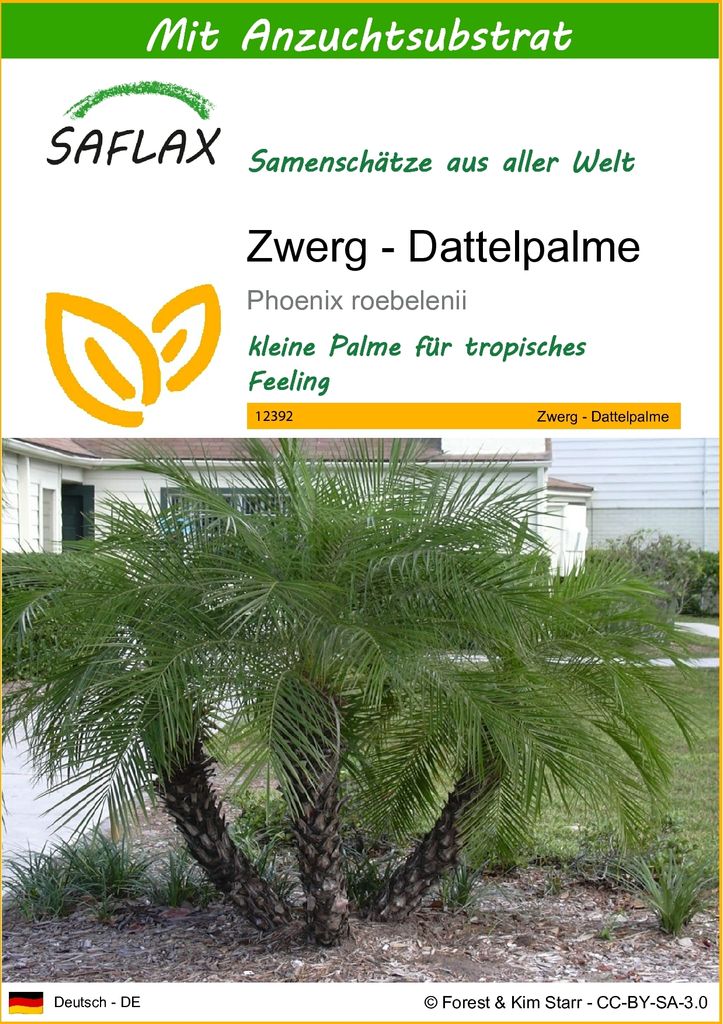 SAFLAX - Zwerg - Dattelpalme - 25 Samen - Mit keimfreiem Anzuchtsubstrat - Phoenix roebelenii