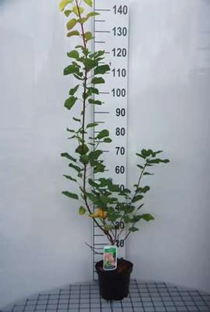 Cotinus coggygria Arbuste à perruque 40-60 cm en Conteneur de Culture