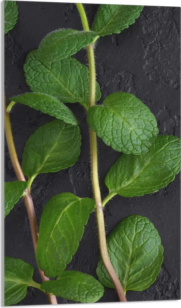 Piastra Copri Piano Cottura 30x52 Vetro Temperato Ardesia Menta