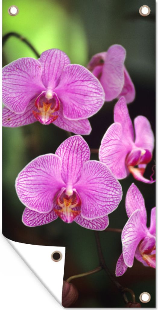 MuchoWow 80x160 cm Outdoor-Poster Gartendeko Sichtschutz Garten Poster für den Garten Rosa Orchidee