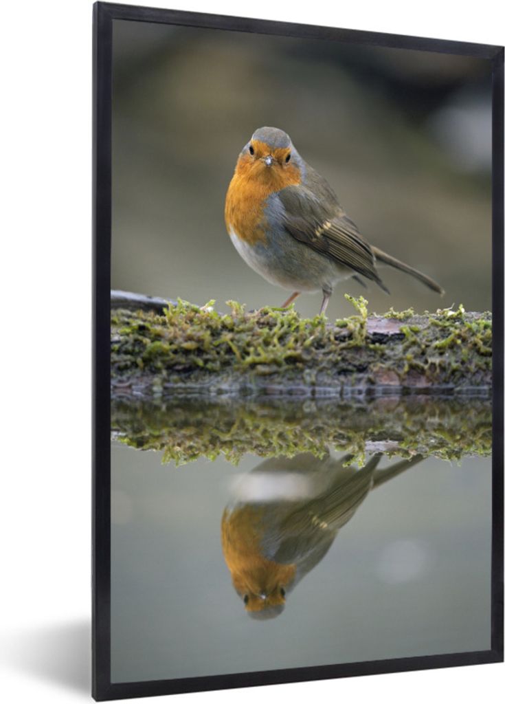 MuchoWow Gerahmtes Poster Rotkehlchen - Wasser - Moos 60x90 cm - Poster mit Schwarzem Bilderrahmen Wandposter Rahmen Foto Bilder - Kunst