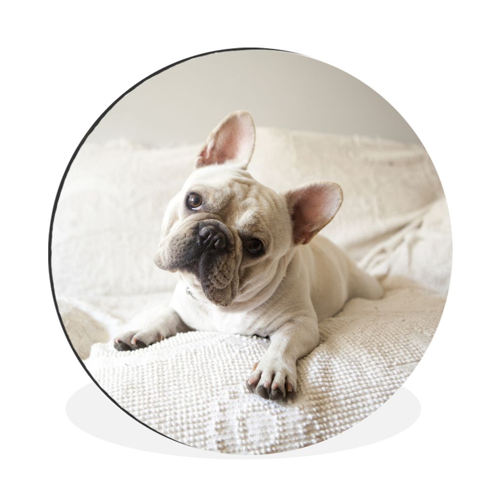 MuchoWow Aluminium Wandkreis Französische Bulldogge - Bank - Vorleger Ø 90 cm Wanddeko Modern Wohnzimmer - Mauerkreis - Wandbilder - Runde Bild...
