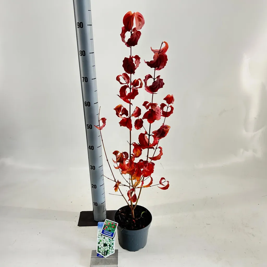 Cornouiller du Japon Cornus kousa arbuste d'ornement en pot 80/90 cm