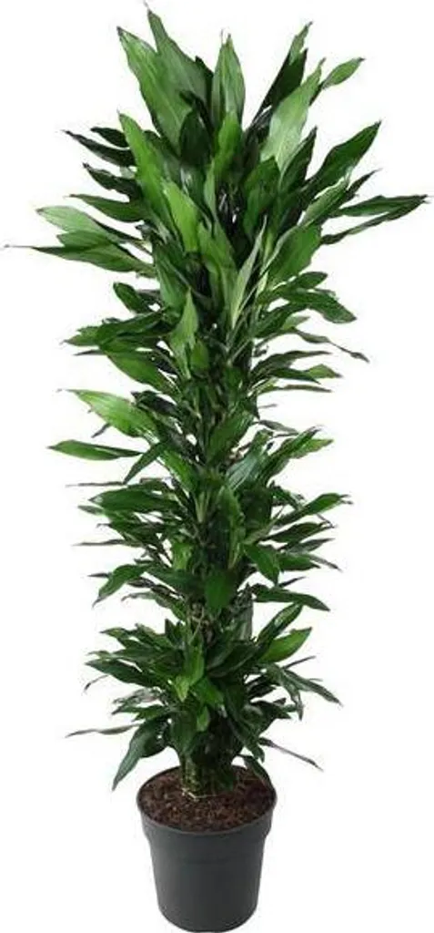Dracaena Janet Lind 170 cm : La Plante Sans Entretien pour votre Maison