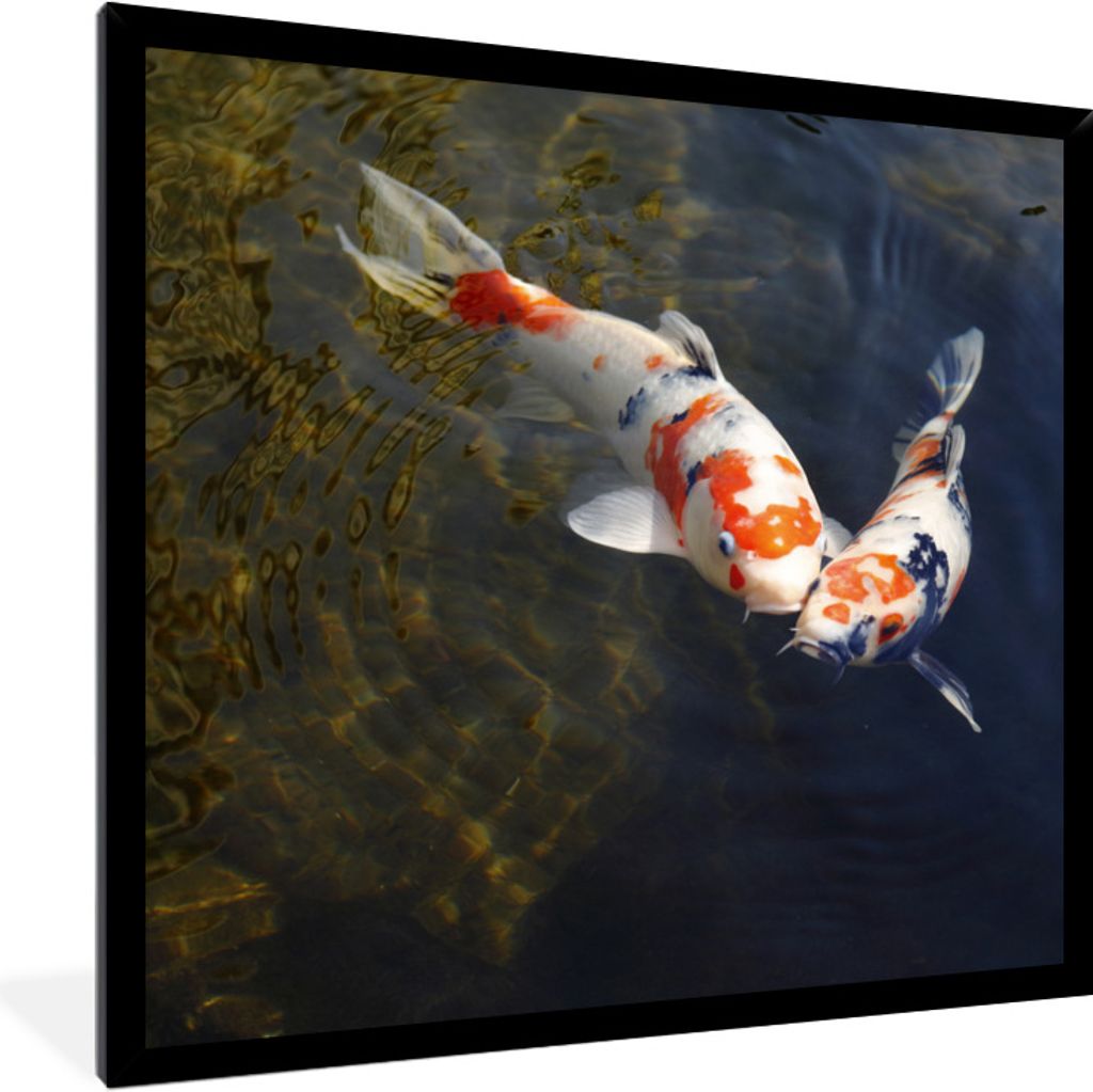 MuchoWow Gerahmtes Poster Zwei Koi-Karpfen im Wasser 40x40 cm - Poster mit Schwarzem Bilderrahmen Wandposter Rahmen Foto Bilder - Mit Rahmen - Wa...