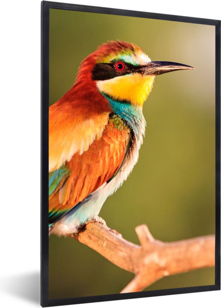 MuchoWow Gerahmtes Poster Vögel - Bienenfresser - Regenbogen - Tiere 60x90 cm - Poster mit Schwarzem Bilderrahmen Wandposter Rahmen Foto Bilder ...