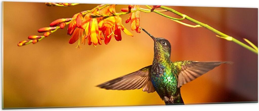 Bilder auf glas - Kolibri Vogel Sommer - 140x50cm - Glasbilder - Wandbilder - Kunstdruck - zum Aufhängen bereit - Wanddekoration aus Glas - Glas B...