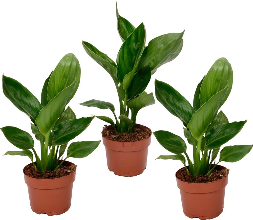 Strelitzia Reginea - 3er Set - Königs-Strelitzie - Topf 9cm - Höhe 25-40cm