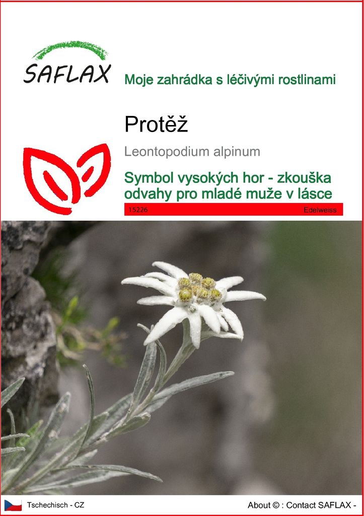 SAFLAX - Protěž - Leontopodium alpinum - 500 Semena Obrázek produktu 
