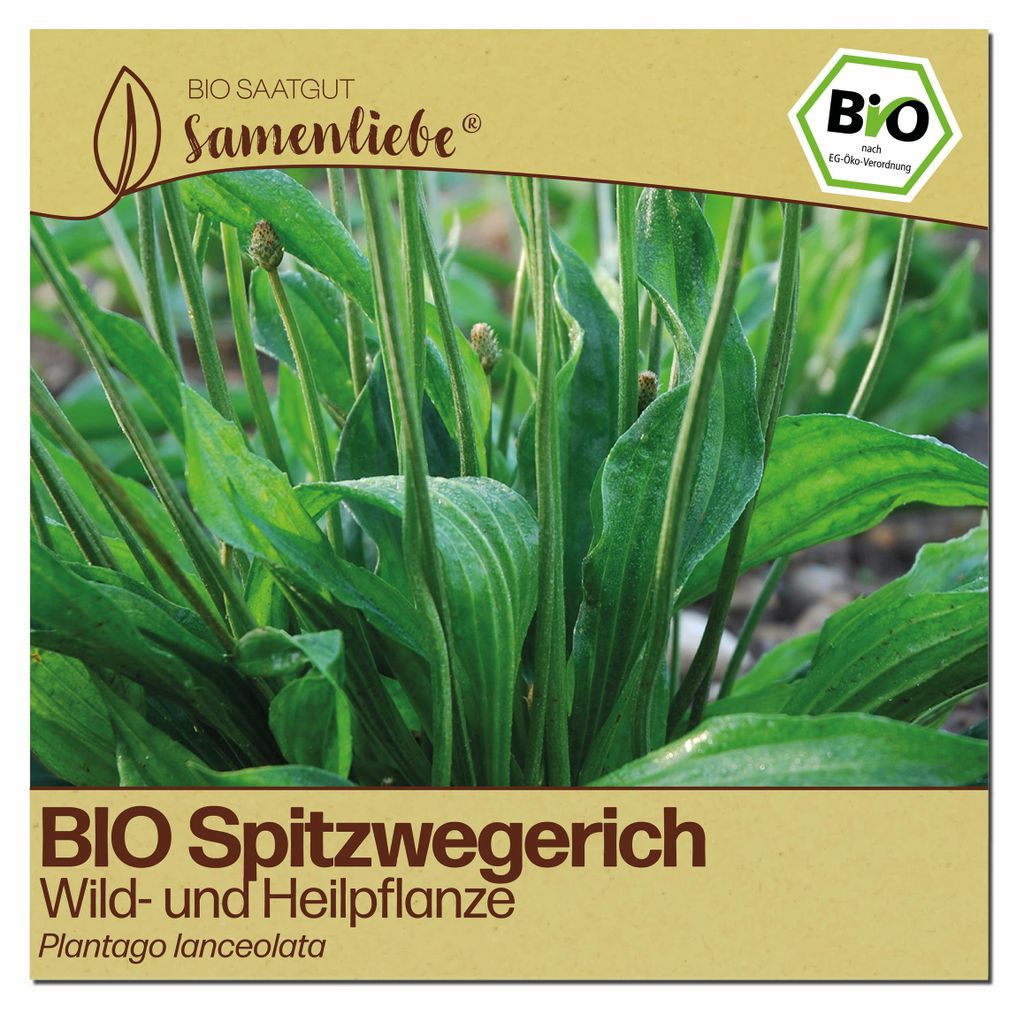 Samenliebe  Spitzwegerich Samen | Heilpflanze - winterhart Produktbild 