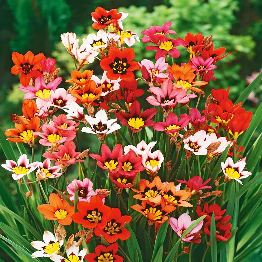 Bulbi da fiore Bulbi da fiore Sparaxis Mix 20 pz. Immagine del prodotto 