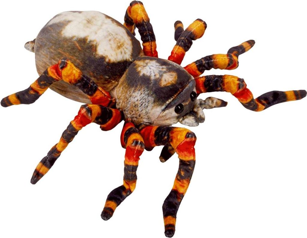 Nature Zoom|Die Spiegelburg Spinne - Nature Zoom Wild Produktbild 