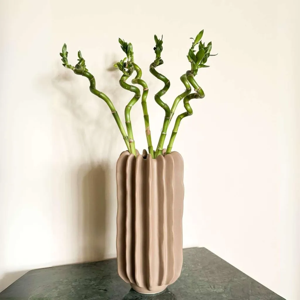 Lucky Bamboo Dracaena sanderiana - Lot de 12 Tiges - Hauteur 40-50cm