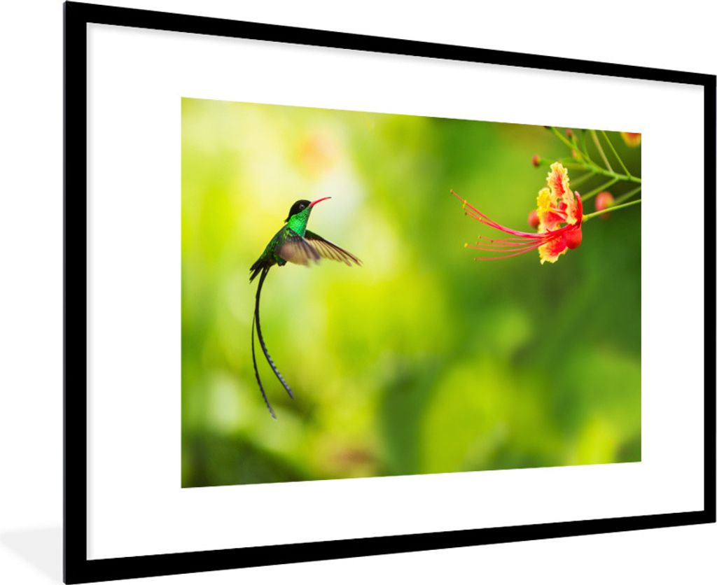 MuchoWow Gerahmtes Poster Vogel - Kolibri - Grün 90x60 cm - Poster mit Schwarzem Bilderrahmen Wandposter Rahmen Foto Bilder - Wanddekoration - F...