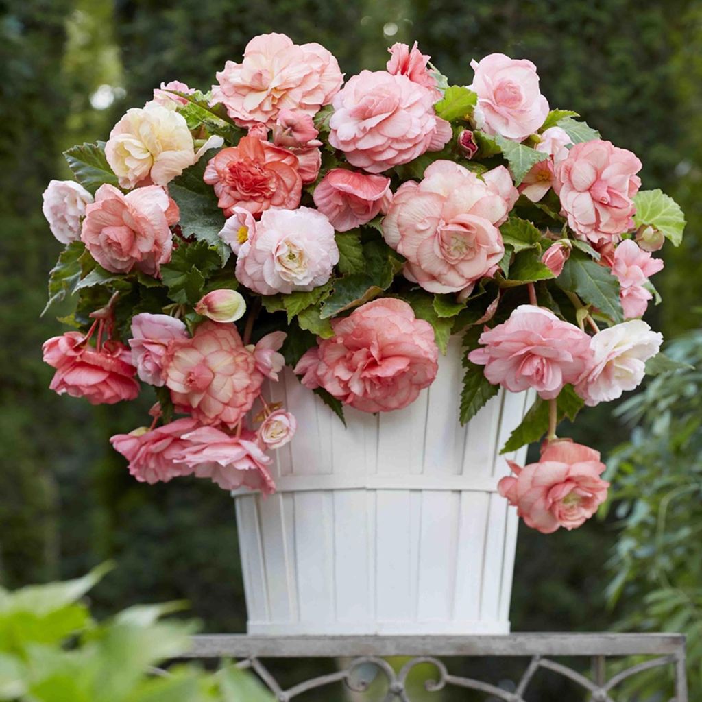 Begonia Splendide Flamenca 1 pièce bégonias plants plant Image du produit 