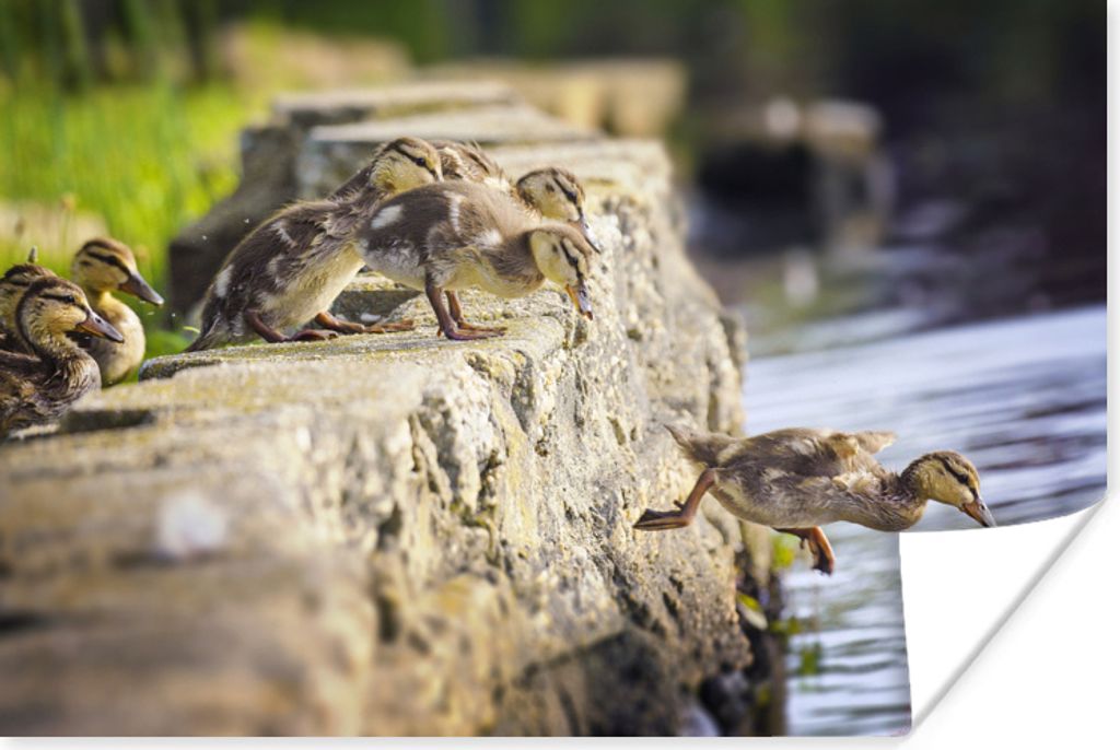 MuchoWow Poster Enten - Steine - Küken 120x80 cm - Bilder