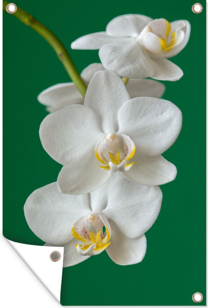 MuchoWow 40x60 cm Outdoor-Poster Gartendeko Sichtschutz Garten Poster für den Garten Orchidee mit grünem Hintergrund