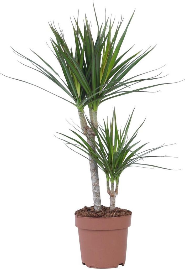 Dragonnier - Dracaena marginata - Hauteur 70-80cm - ⌀17cm Image du produit 