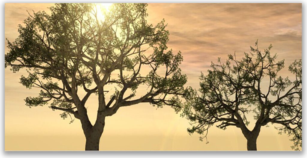 Glasbilder 120x60 Wandbild Druck auf Glas Bäume Natur