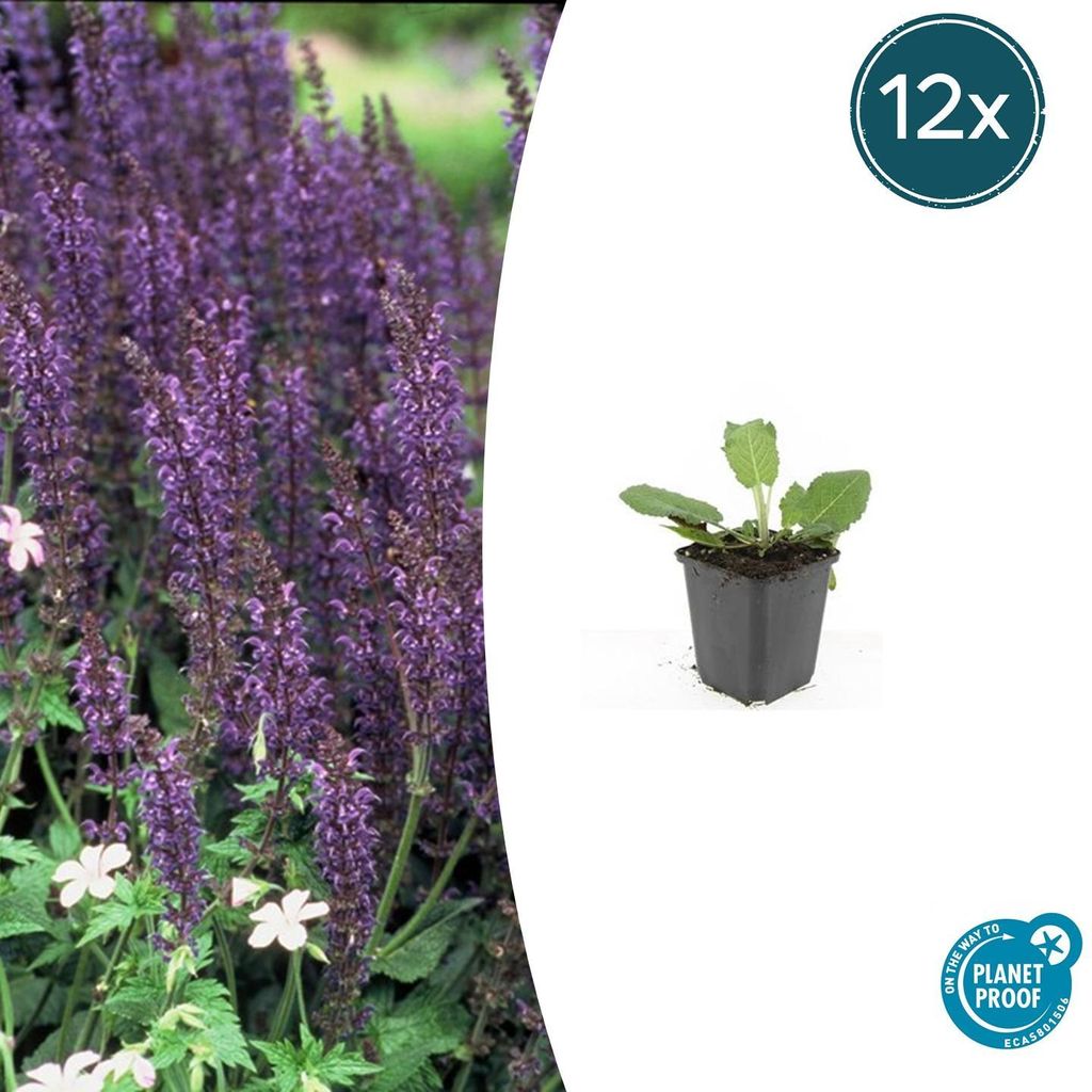 Waldsalbei – Salvia nemorosa 'Mainacht' – 9-cm-Topf – 12er-Set
