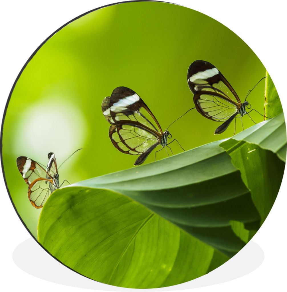MuchoWow Aluminium Wandkreis Transparenter Schmetterling auf einem Blatt in Costa Rica Ø 90 cm Wanddeko Modern Wohnzimmer - Mauerkreis - Wandbil...