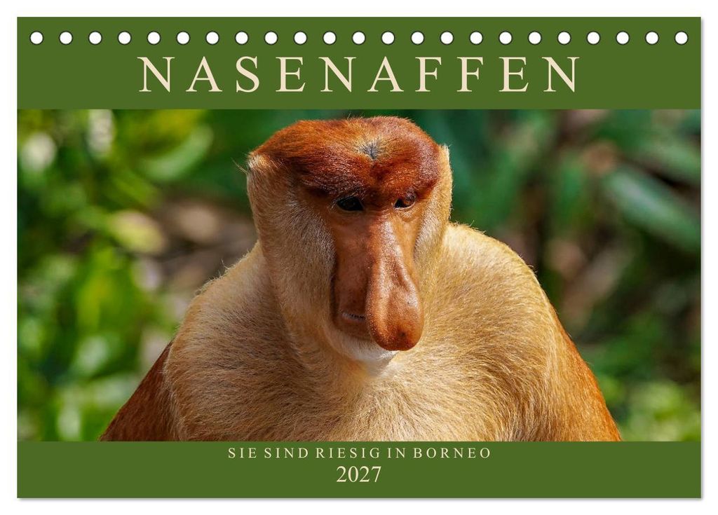 Nasenaffen von Borneo (Tischkalender 2027 DIN A5 quer), Produktbild 