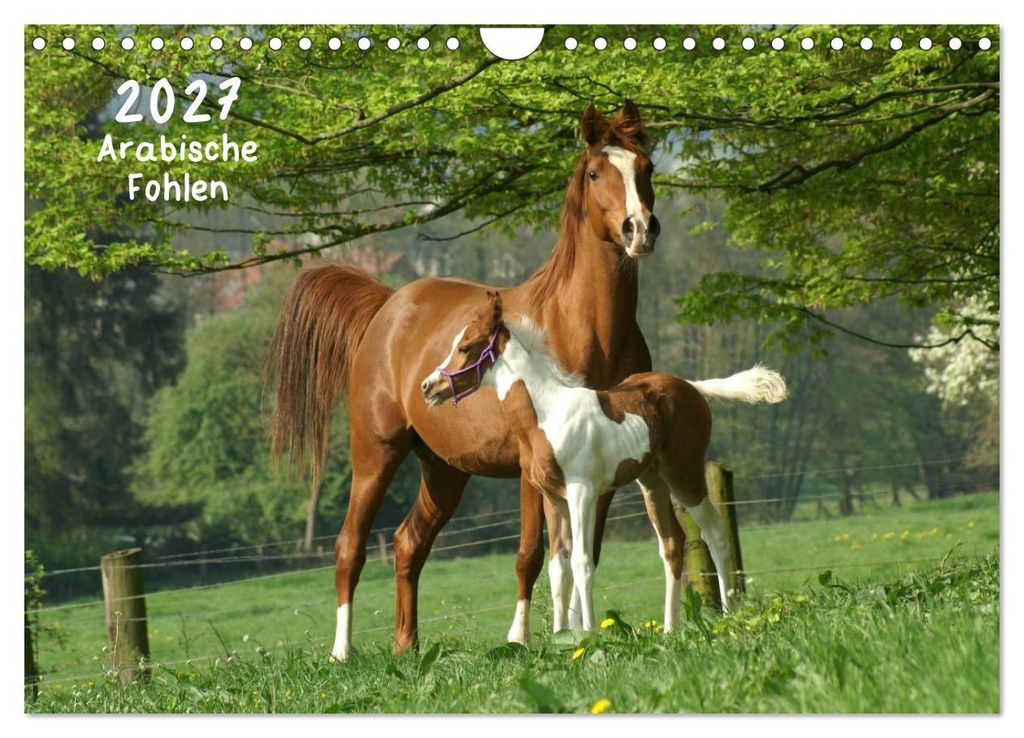 Arabische Fohlen 2027 (Wandkalender 2027 DIN A4 quer), CALVENDO Monatskalender