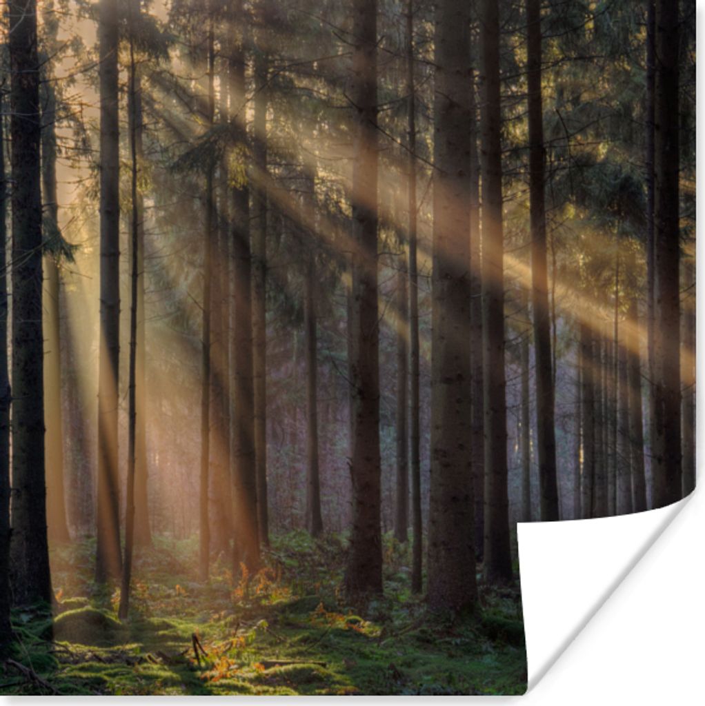 MuchoWow® Poster Bäume - Wald - Sonne - Pflanzen 75x75 cm - Produktbild 